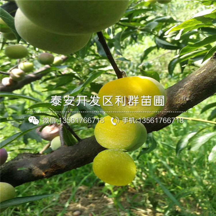 2019年大紅李子樹苗報(bào)價(jià)、大紅李子樹苗多少錢一棵
