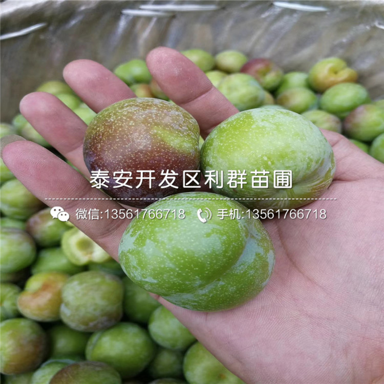 哪里有味王李子苗批發(fā)、味王李子苗多少錢一棵
