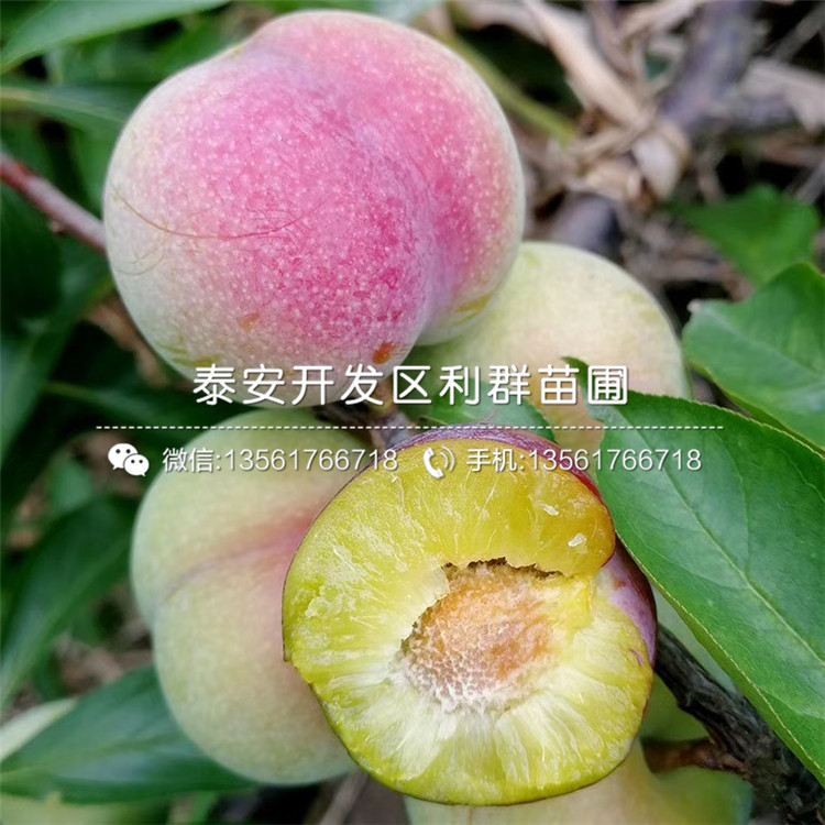 紅肉李子樹(shù)苗出售基地、紅肉李子樹(shù)苗多少錢(qián)一棵