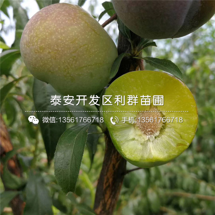 冰糖李子樹(shù)苗、冰糖李子樹(shù)苗出售基地