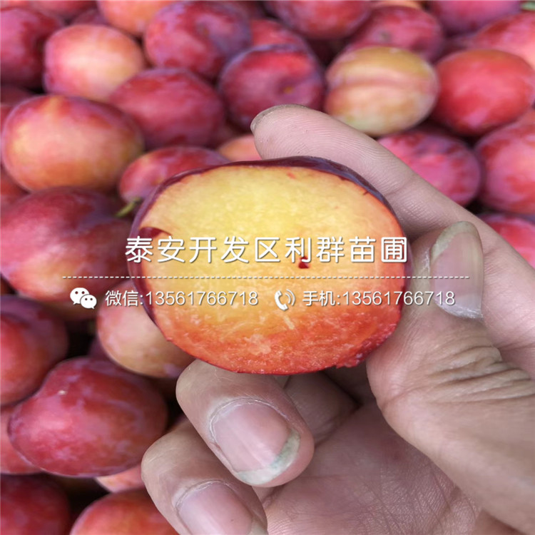 2019年冰脆李子苗、冰脆李子苗價格多少