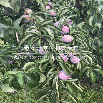 哪里有甜脆李子樹(shù)苗批發(fā)、甜脆李子樹(shù)苗多少錢(qián)一棵