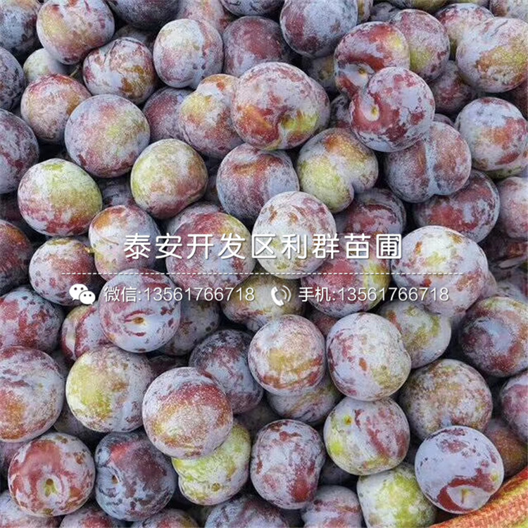新品種李子樹苗、新品種李子樹苗批發(fā)基地