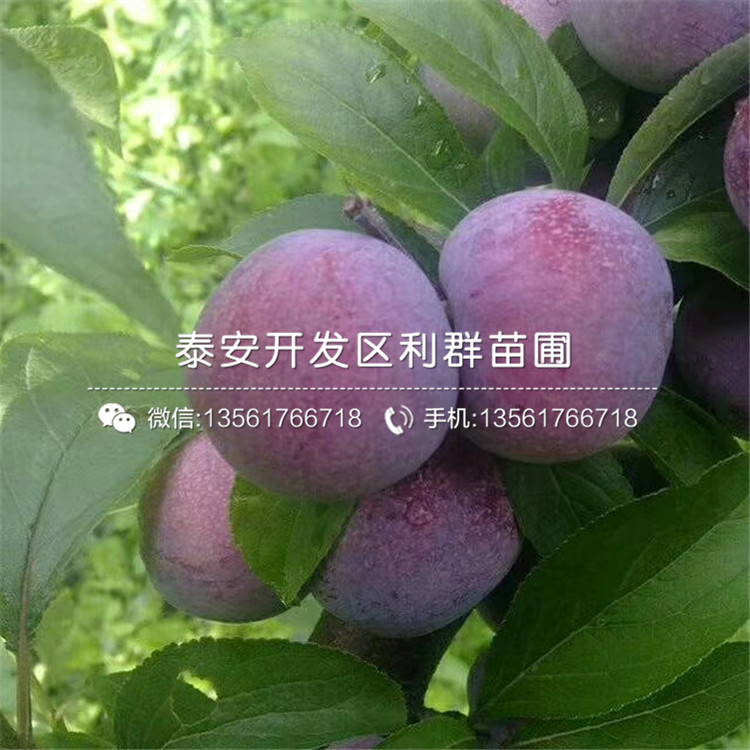 味厚李子苗出售基地、味厚李子苗多少錢一棵