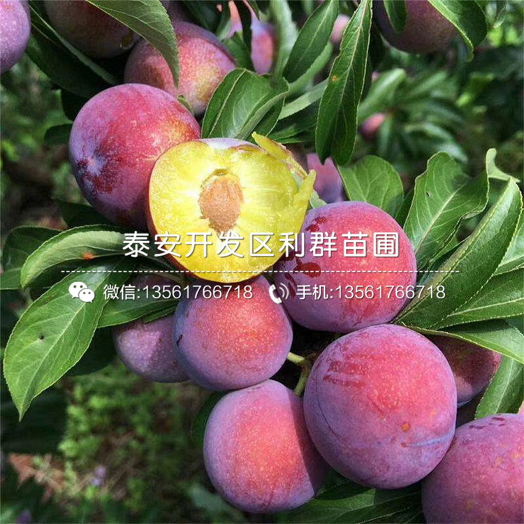 2019年冰脆李子苗、冰脆李子苗價格多少