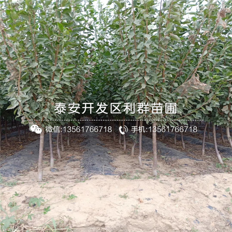 脆甜李子樹苗、脆甜李子樹苗什么價格