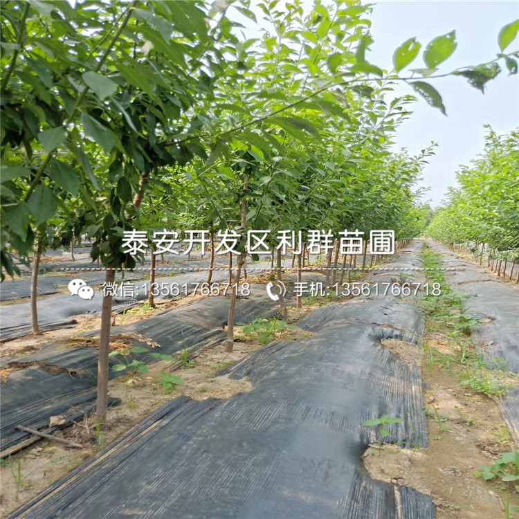 三華李子樹苗、三華李子樹苗出售基地