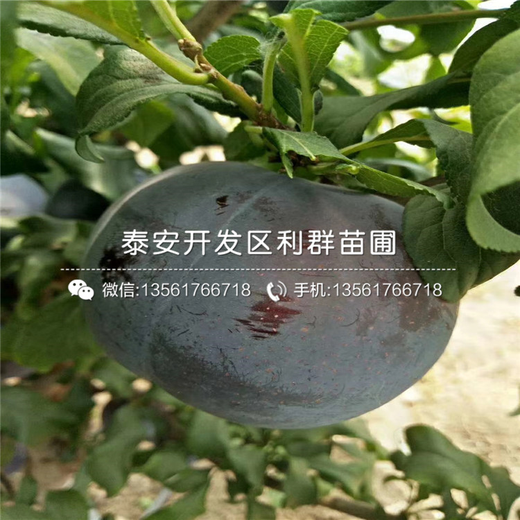 出售批發(fā)李子樹苗、批發(fā)李子樹苗多少錢一棵