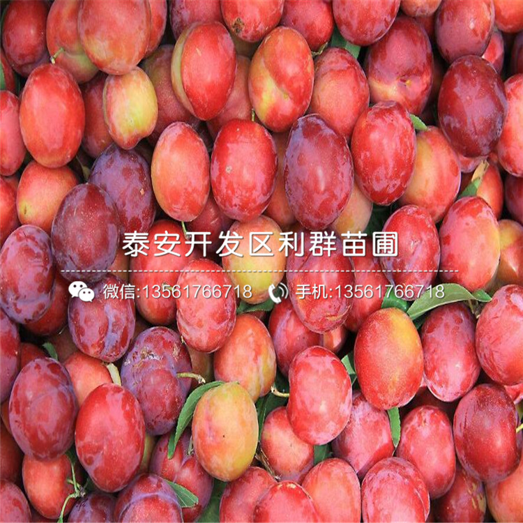 脆紅李子苗批發(fā)、脆紅李子苗基地