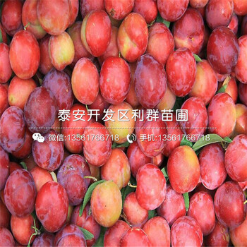 黑布林李子樹苗報(bào)價(jià)、黑布林李子樹苗多少錢一棵