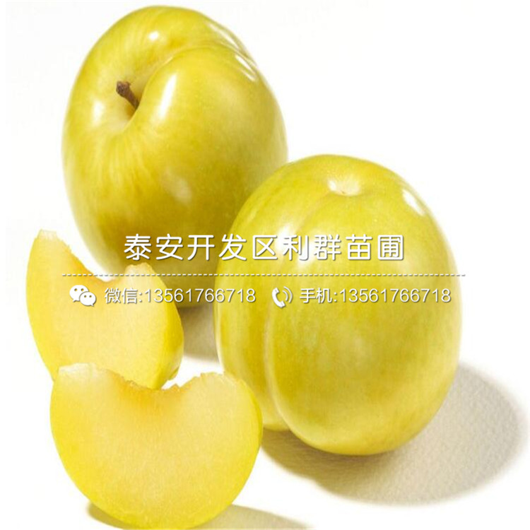 黃金李子樹(shù)苗報(bào)價(jià)、2019年黃金李子樹(shù)苗價(jià)格