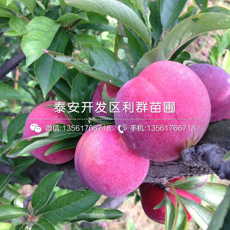 山東黃金奈李子樹苗、山東黃金奈李子樹苗基地