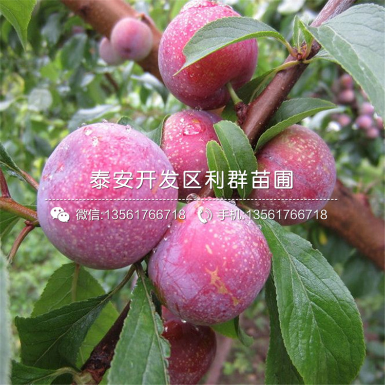 5公分李子樹苗價格、5公分李子樹苗價格