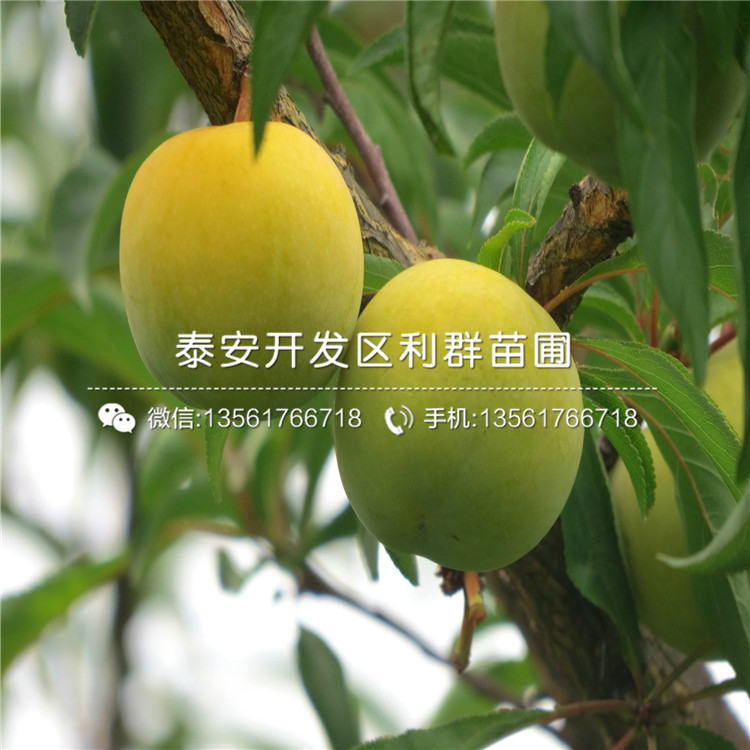 紫琥珀李子苗出售基地、紫琥珀李子苗價(jià)格及報(bào)價(jià)