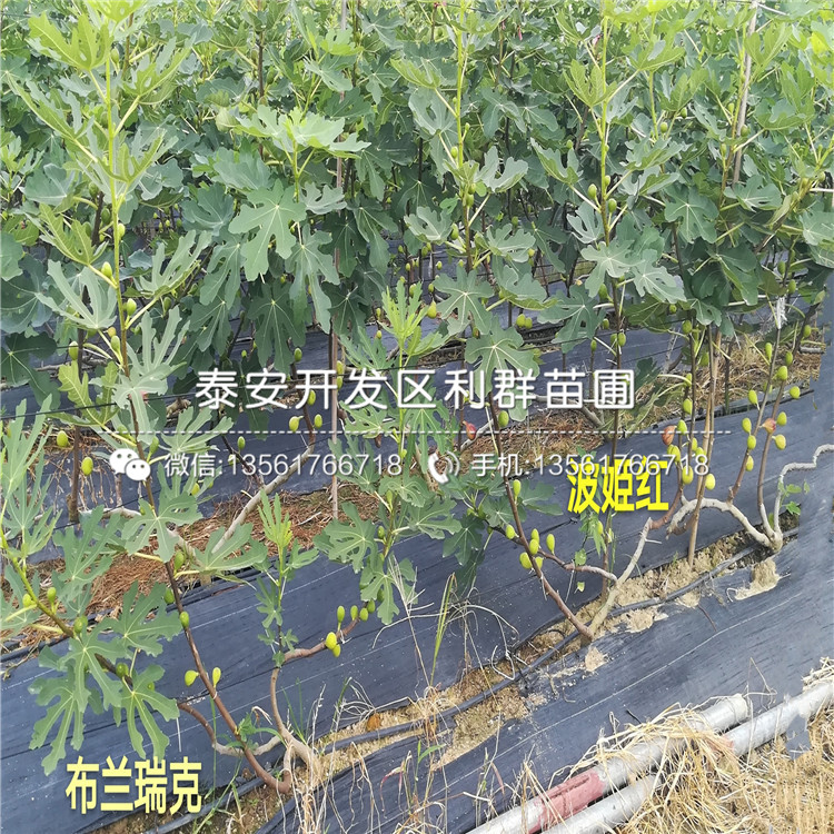白圣比羅無花果樹苗哪里有賣、白圣比羅無花果樹苗多少錢一棵