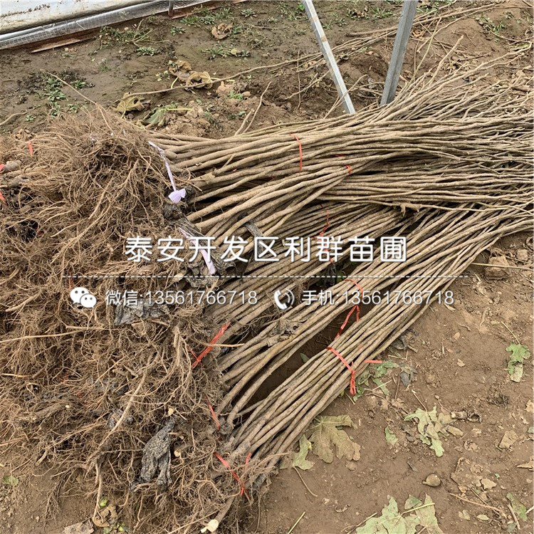 美利亞無花果苗品種、美利亞無花果苗報價及價格