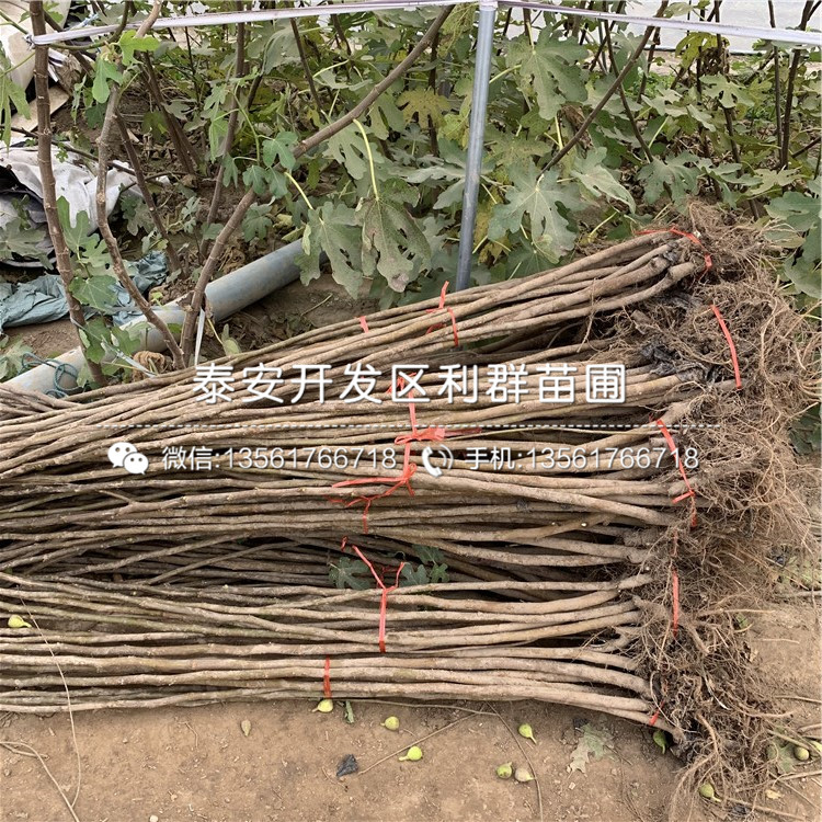 中農(nóng)寒優(yōu)無花果樹苗、中農(nóng)寒優(yōu)無花果樹苗基地