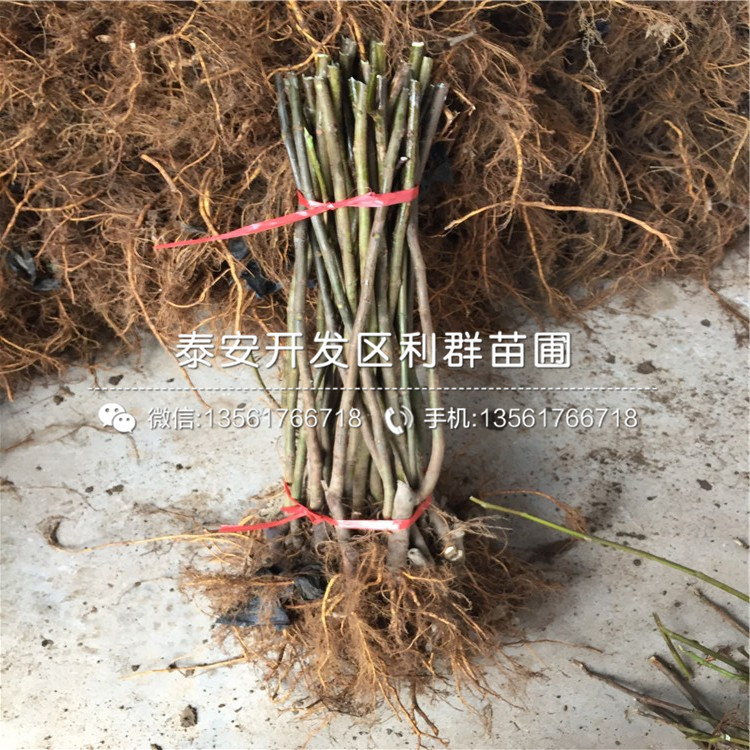 黃心無花果樹苗、黃心無花果樹苗品種