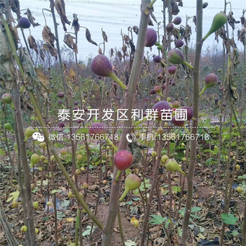波爾多無花果樹苗、波爾多無花果樹苗新品種