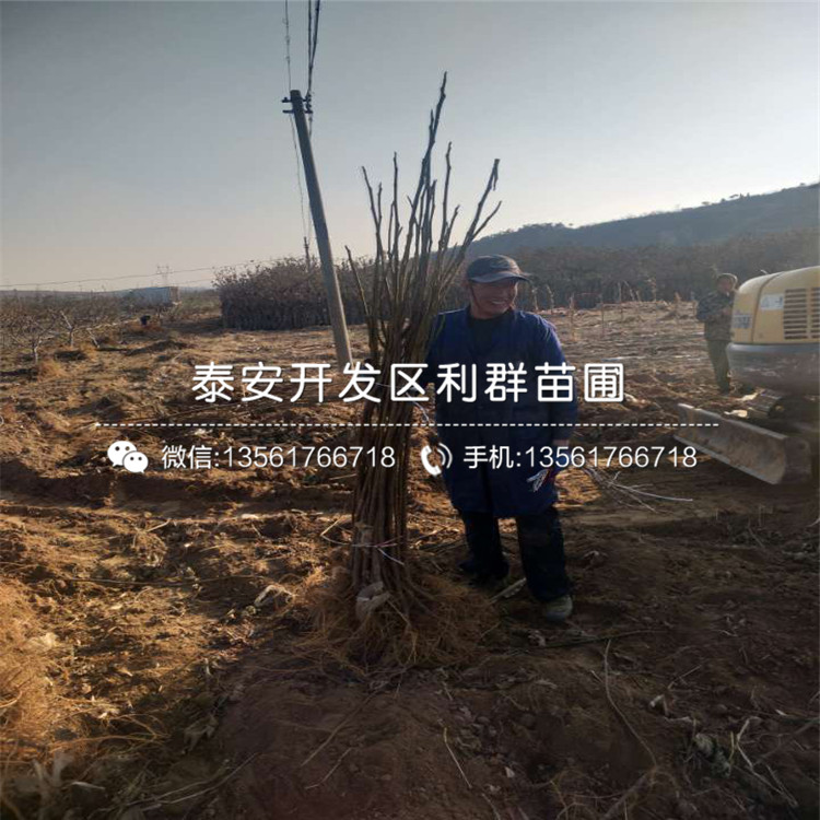 大青皮無花果苗、大青皮無花果苗什么價格