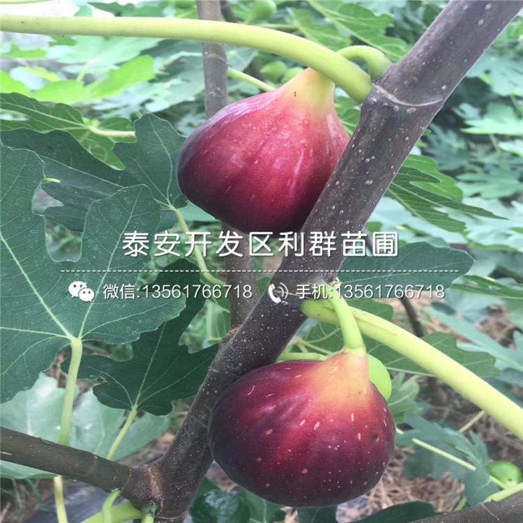 2019年紫色波爾多無花果樹苗報價、紫色波爾多無花果樹苗多少錢一棵