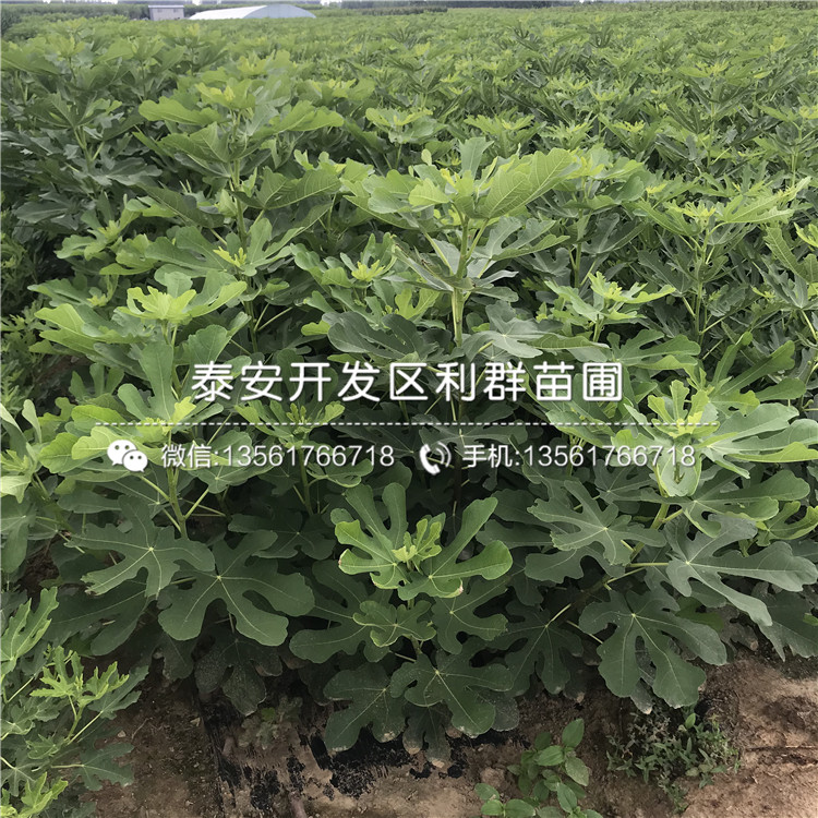 白圣比羅無花果樹苗品種介紹、白圣比羅無花果樹苗多少錢一棵