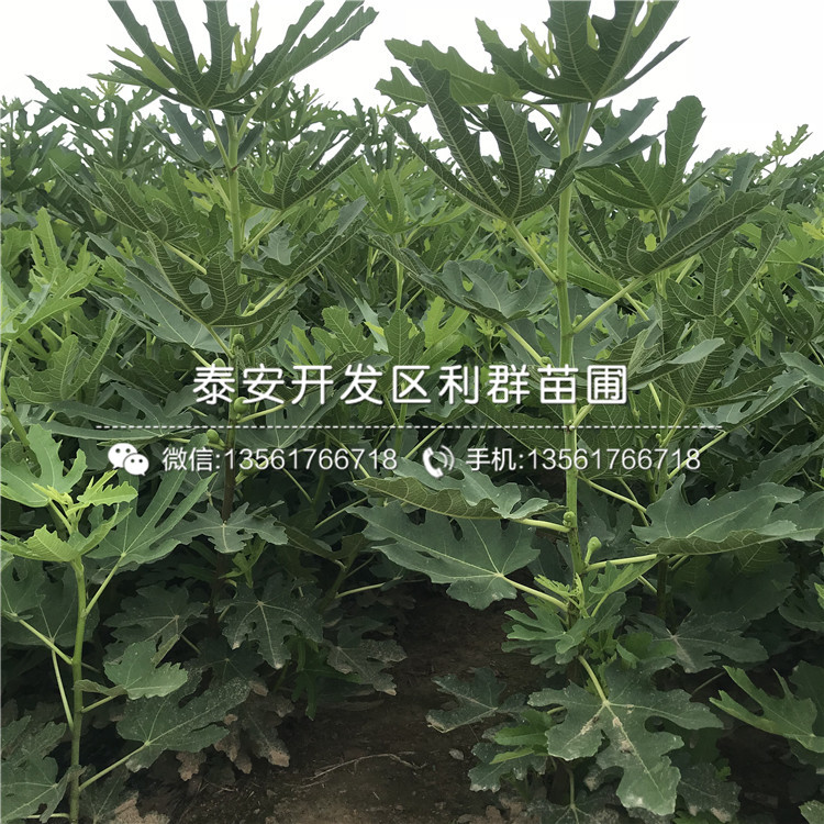2019年無(wú)花果樹苗、2019年無(wú)花果樹苗多少錢一株