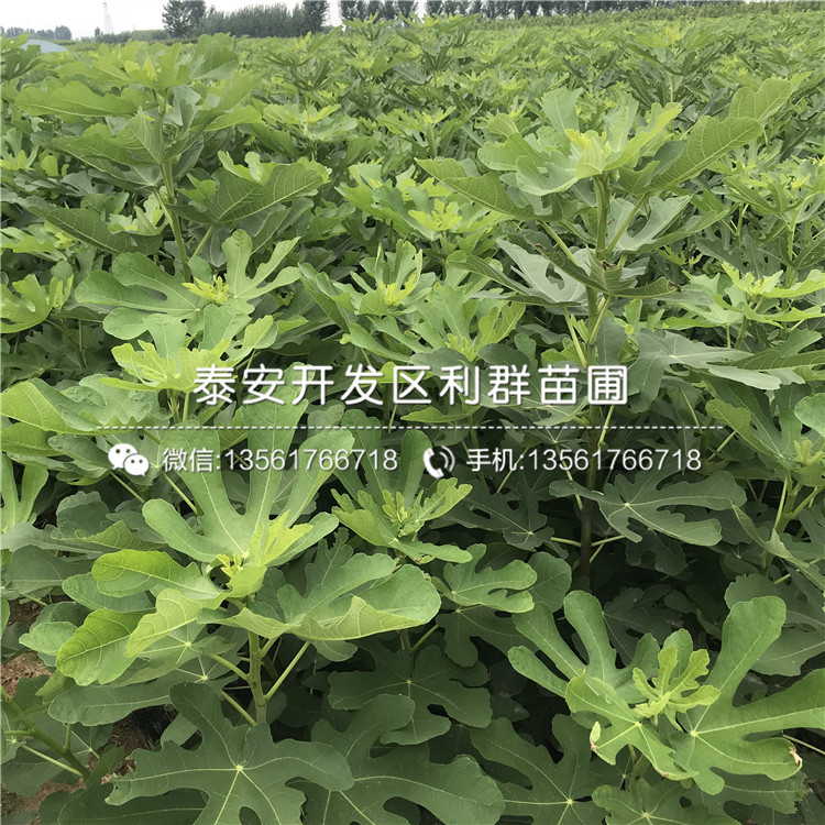 出售無花果樹苗、出售無花果樹苗新品種