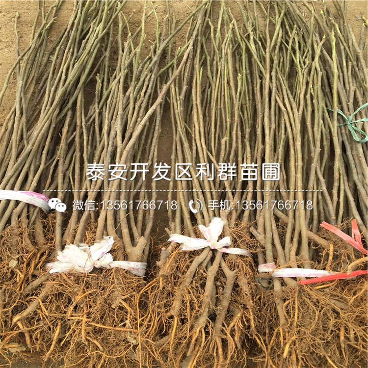 2019年無(wú)花果樹苗、2019年無(wú)花果樹苗多少錢一株