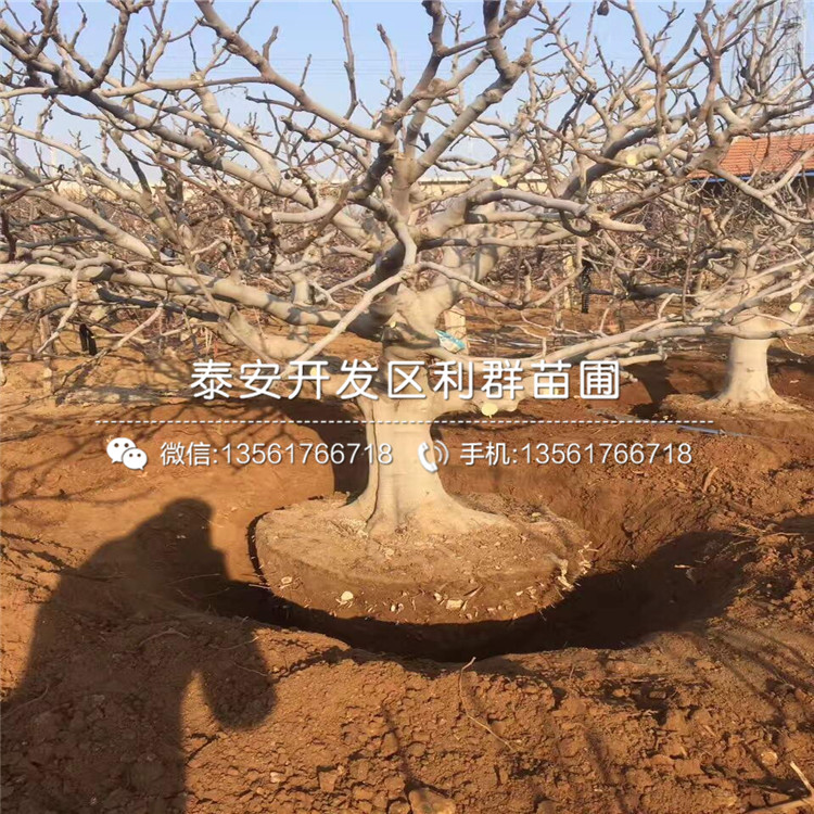 5公分無花果樹苗價格、5公分無花果樹苗多少錢一棵