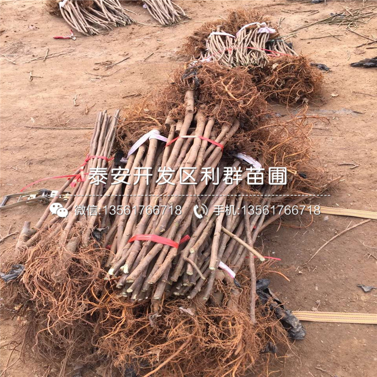 大青皮無花果苗、大青皮無花果苗什么價格