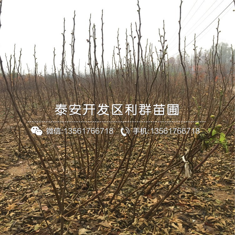 中農(nóng)矮生無花果樹苗、中農(nóng)矮生無花果樹苗價(jià)格及報(bào)價(jià)