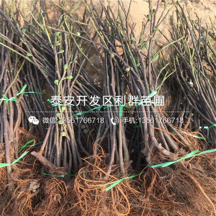 黃心無花果樹苗品種、黃心無花果樹苗報價及價格