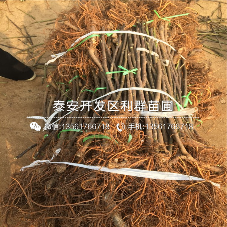 美利亞無花果苗品種、美利亞無花果苗報價及價格