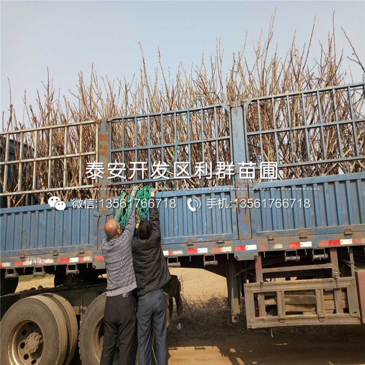 波爾多無花果樹苗、波爾多無花果樹苗新品種
