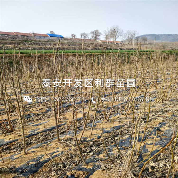 中農(nóng)寒優(yōu)無花果樹苗、中農(nóng)寒優(yōu)無花果樹苗基地