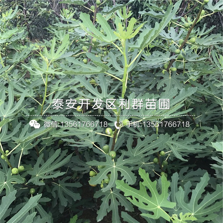 果王無花果樹苗、果王無花果樹苗基地