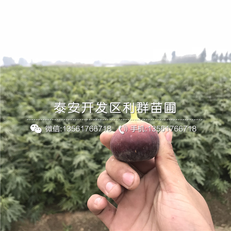中農矮生無花果樹苗多少錢一棵、2019年中農矮生無花果樹苗價格