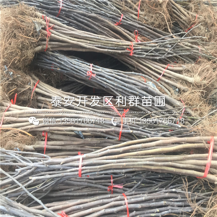 中農(nóng)紅無花果樹苗出售基地、中農(nóng)紅無花果樹苗多少錢一棵