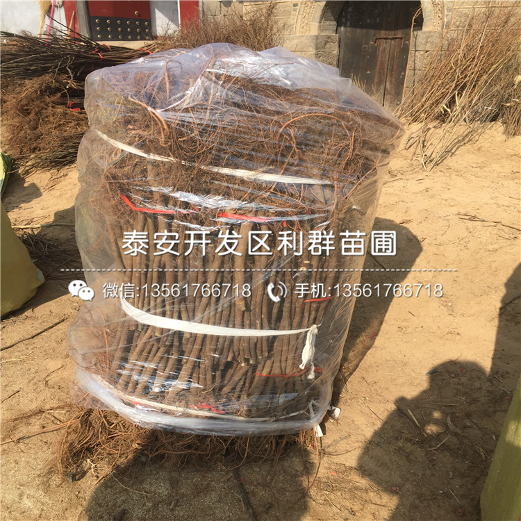2019年紫色波爾多無花果樹苗報價、紫色波爾多無花果樹苗多少錢一棵