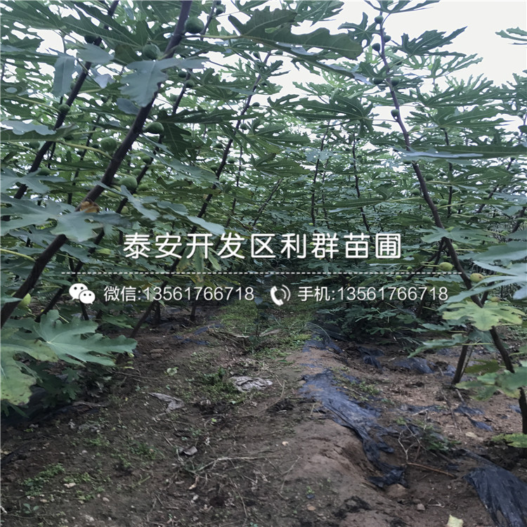 山東無花果苗、山東無花果苗價格