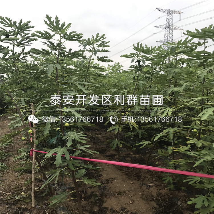 新品種綠抗一號(hào)無花果樹苗、綠抗一號(hào)無花果樹苗多少錢一棵