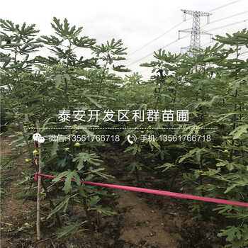 大青皮無花果苗、大青皮無花果苗批發(fā)價(jià)