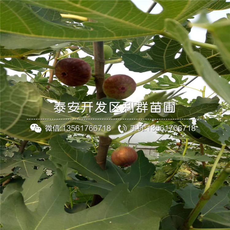 2019年紫色波爾多無花果樹苗報價、紫色波爾多無花果樹苗多少錢一棵