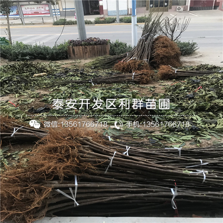5公分無花果樹苗價格、5公分無花果樹苗多少錢一棵