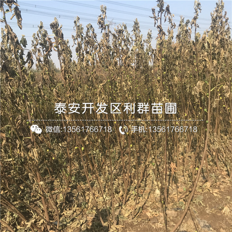 山東華麗無花果樹苗、山東華麗無花果樹苗價格及報價
