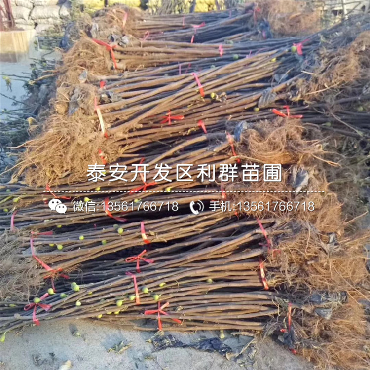 新品種新疆早黃無花果樹苗、新疆早黃無花果樹苗多少錢一棵
