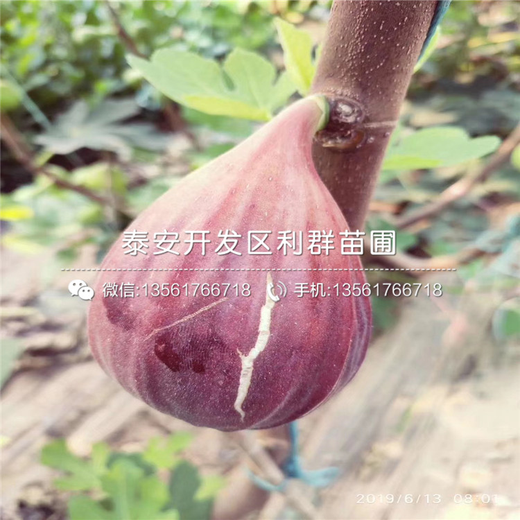 華麗無(wú)花果苗、華麗無(wú)花果苗價(jià)格多少