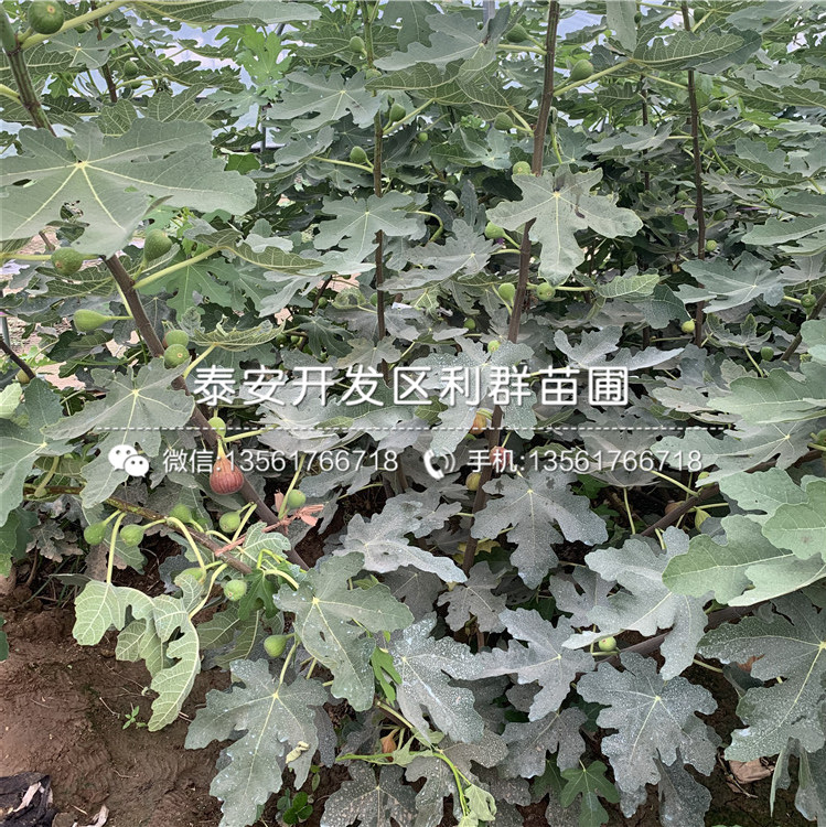 紫果無花果樹苗價格、紫果無花果樹苗價格及報價