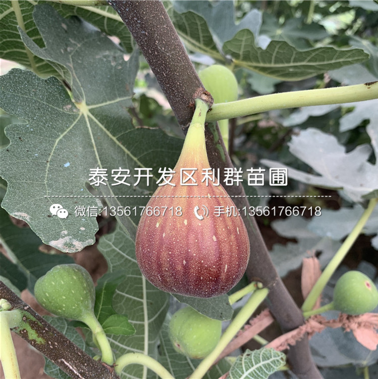 白圣比羅無花果樹苗哪里有賣、白圣比羅無花果樹苗多少錢一棵